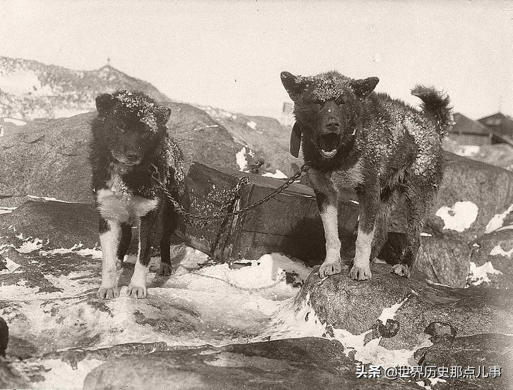 尼尼斯(100年前，澳大利亚探险队赴南极考察，看摄影师都拍下了什么？)