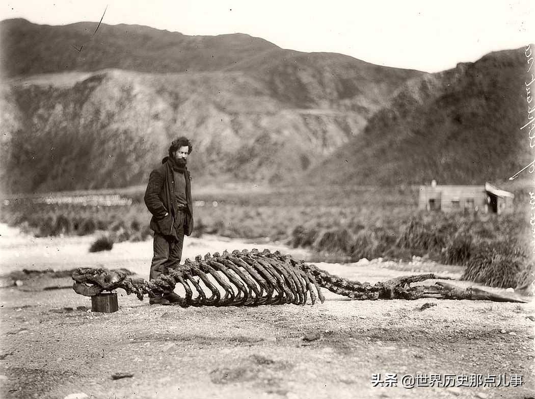 尼尼斯(100年前，澳大利亚探险队赴南极考察，看摄影师都拍下了什么？)